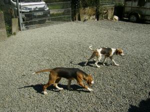 a réserver chiots AFPV - Beagle-harrier