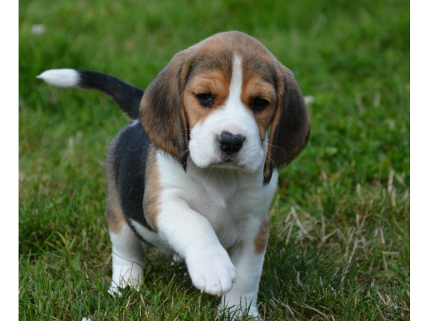 Chiots Beagle