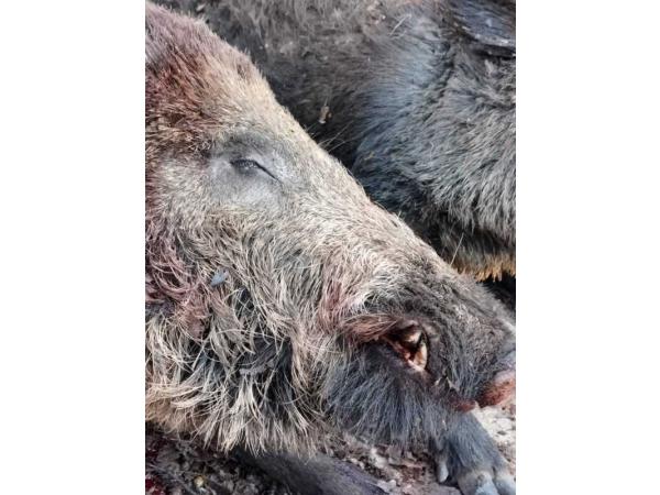 CHASSE GRAND GIBIERS NORD 77