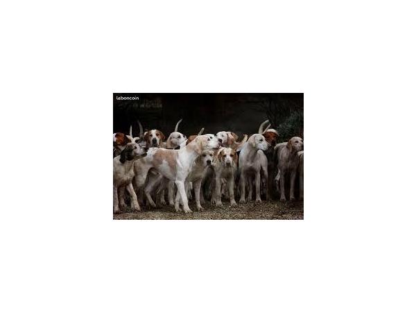 Action de chasse grand gibier - Mayenne (Laval)