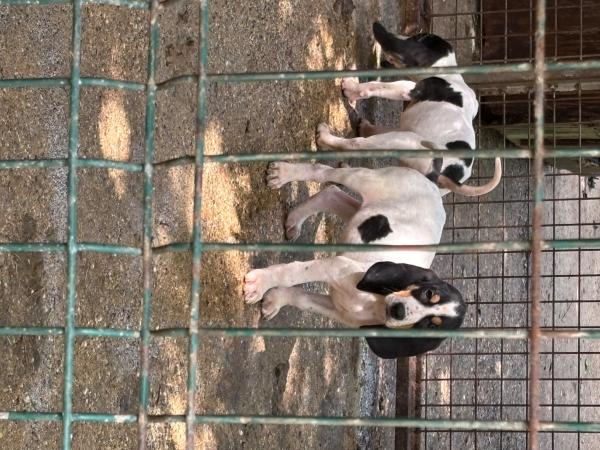 Chiots griffon croisés