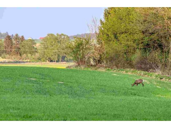 77-CHASSE EN INDIVIDUEL PETITS ET GROS GIBIERS
