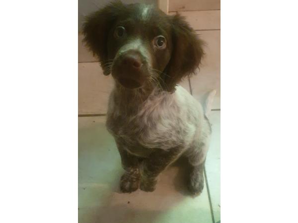 Chiots épagneuls bretons non lof disponible