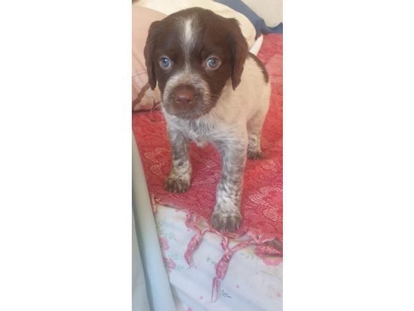Chiots épagneuls bretons non lof disponible