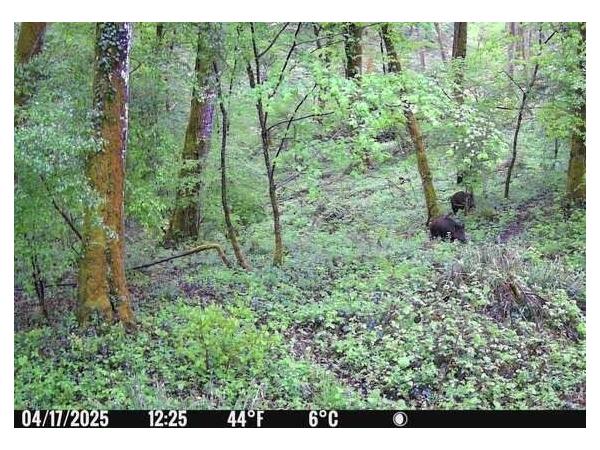 Journée de chasse sud Hte-Marne