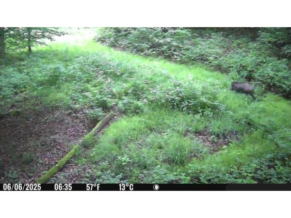 Journée de chasse sud Hte-Marne