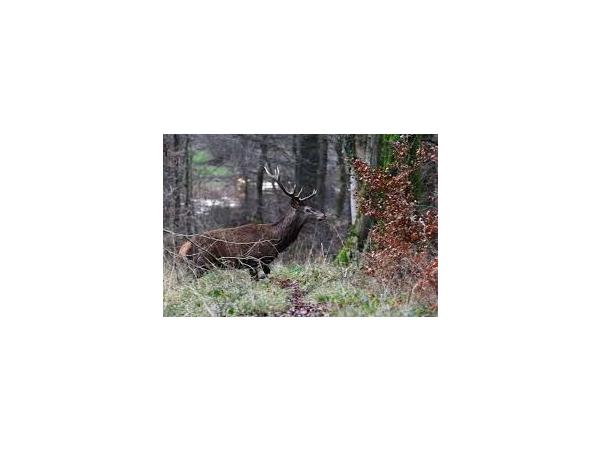 Actions de chasse gros gibiers