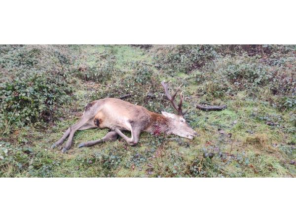 TRES BELLE CHASSE GG DU LUNDI Dourdan Essonne