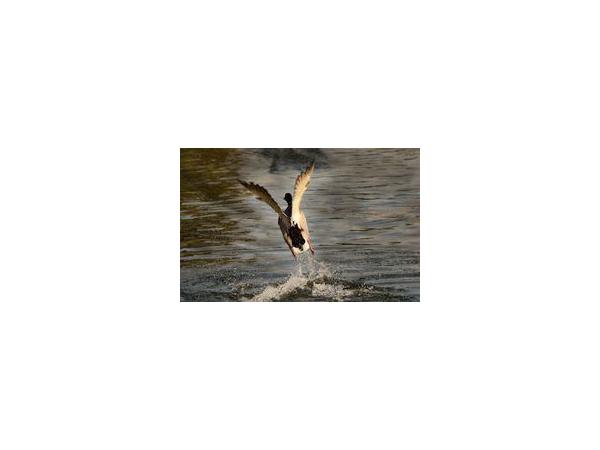 Chasse en Sologne