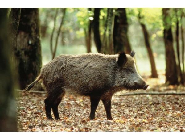 Chasse en Sologne