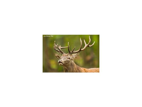 Chasse en Sologne
