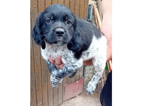 Chiot mâle EPAGNEUL BRETON