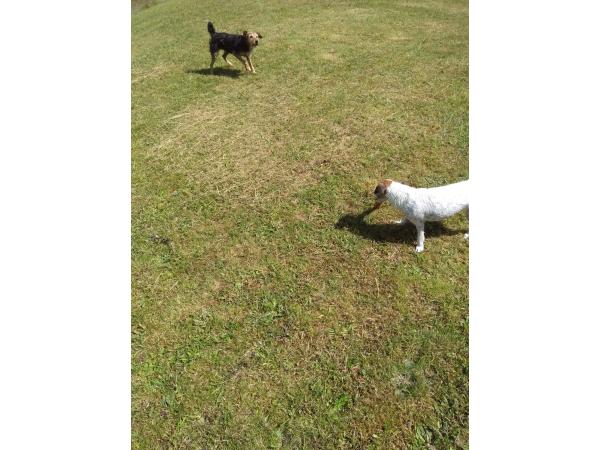 Chasse Sologne Loiret