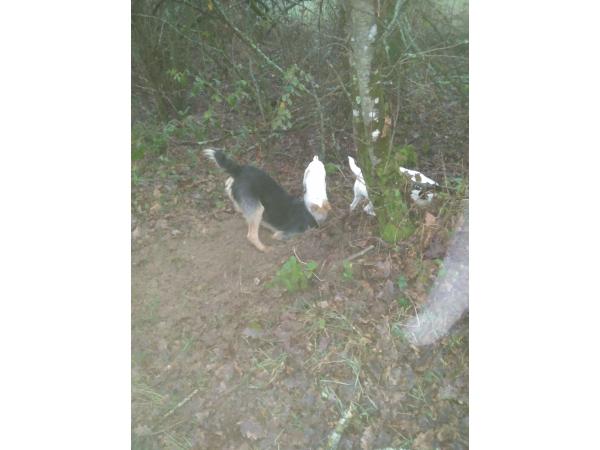 Chasse Sologne Loiret