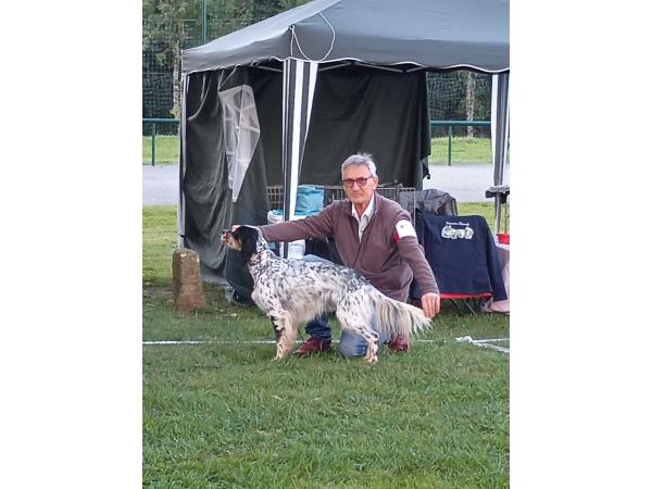 Setter Anglais pour saillie