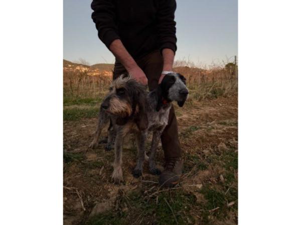 Chienne voix unique au chevreuil