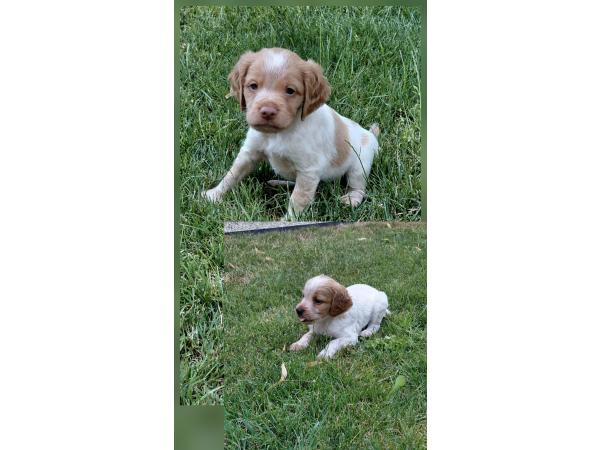 Vends chiots mâles epagneuls bretons