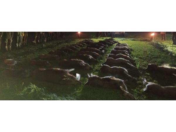 Chasse en battue en République tchèque. Dernières places disponibles à un prix spécial.