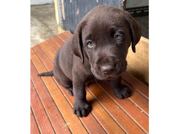 vends chiots labrador