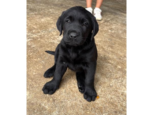 vends chiots labrador