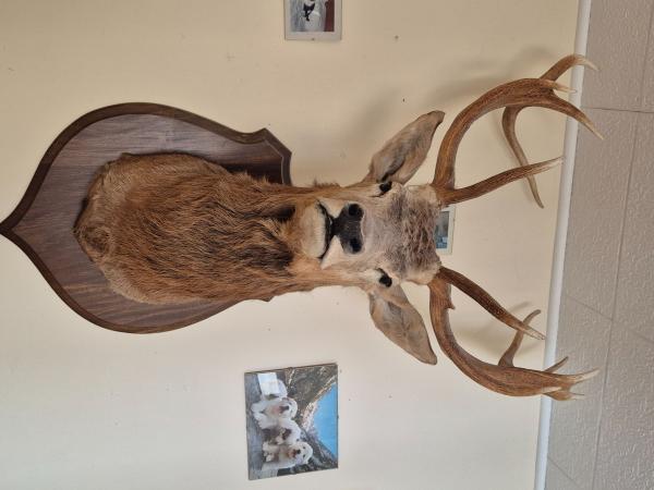 Vend tête de cerf