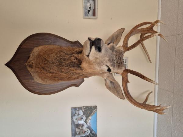 Vend tête de cerf