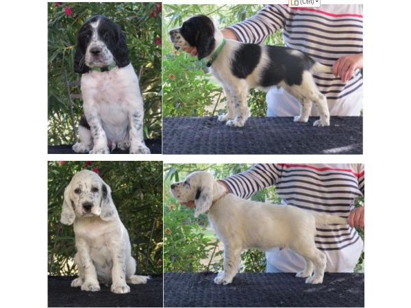 A vendre Chiots Setters Anglais LOF