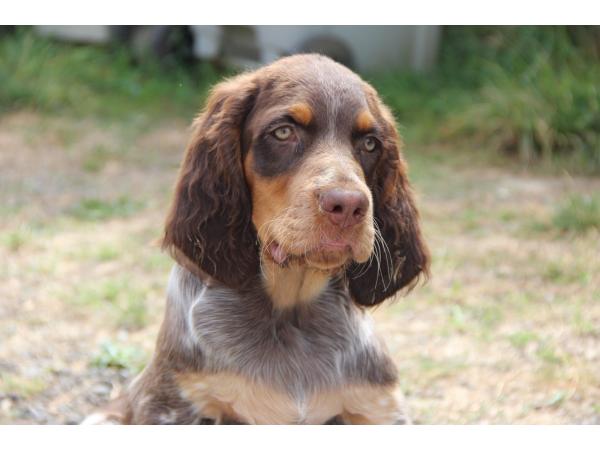 Chiots Epagneul Picard LOF