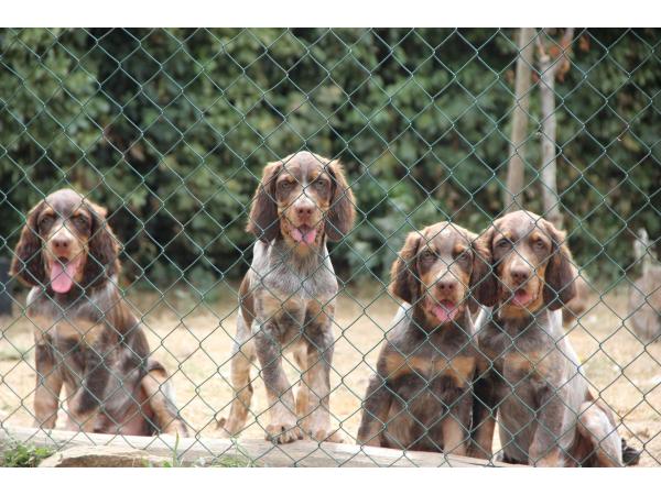 Chiots Epagneul Picard LOF