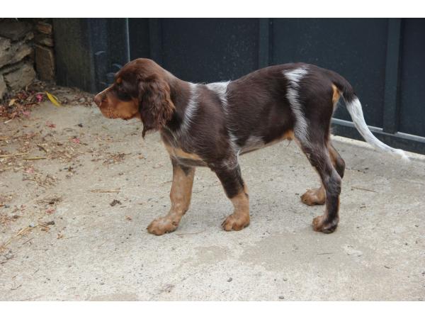 Chiots Epagneul Picard LOF