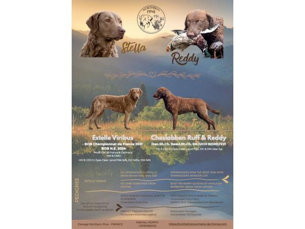 Retriever de la Baie de Chesapeake