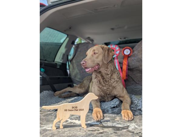 Retriever de la Baie de Chesapeake