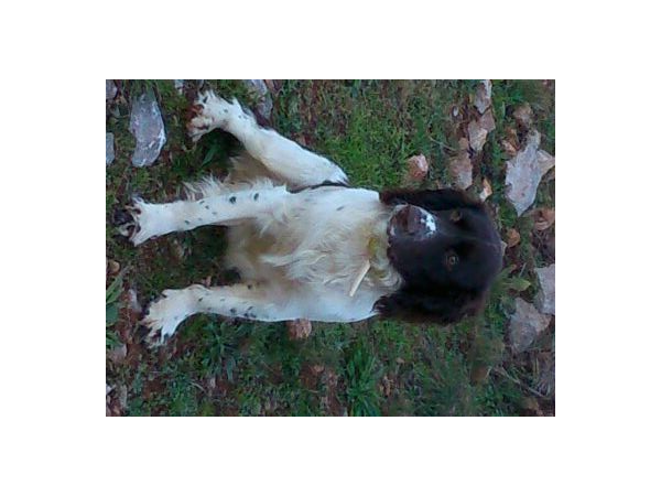 Fusil Charlin cal 12/70 à vendre