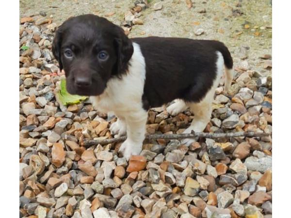 Chiot munsterlander