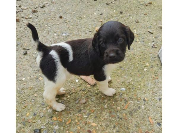 Chiot munsterlander