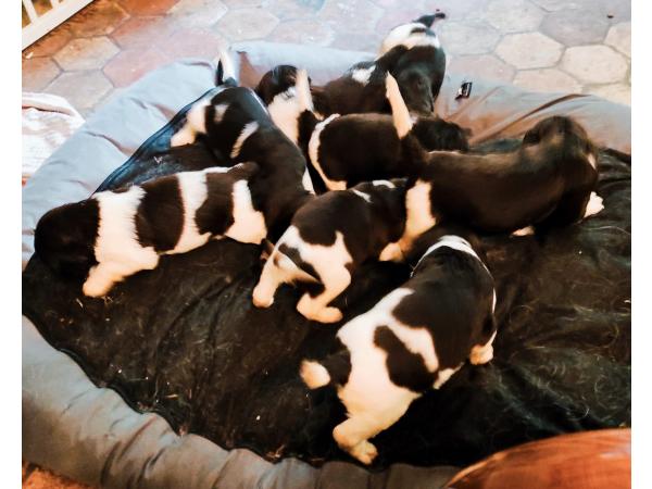 Chiot munsterlander