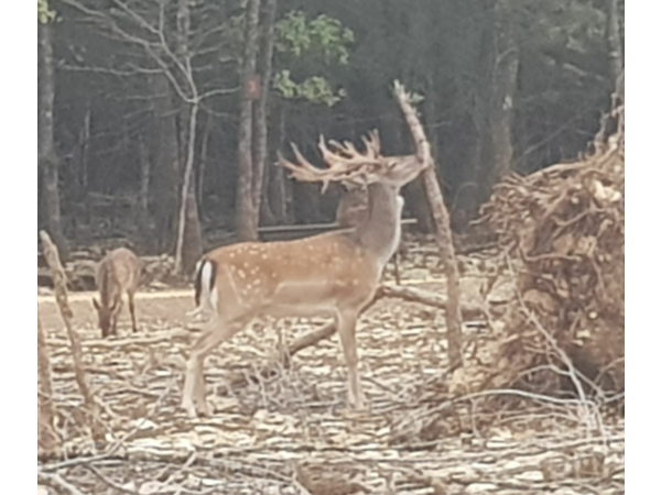 Chasse au grand gibier en enclos