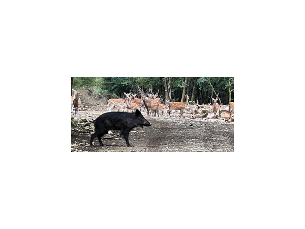 Chasse au grand gibier en enclos