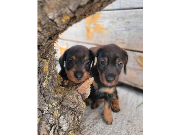 magnifique chiots Teckel Poil Dur LOF - Hautes Origines