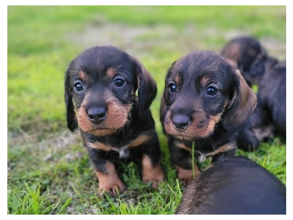 magnifique chiots Teckel Poil Dur LOF - Hautes Origines