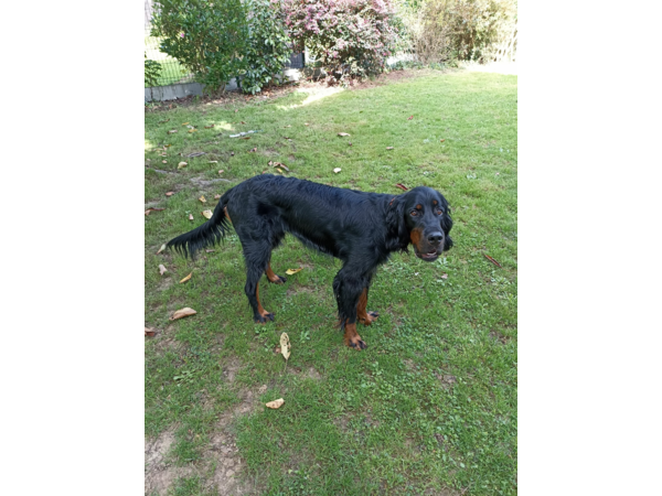 Donne jeune Setter Gordon