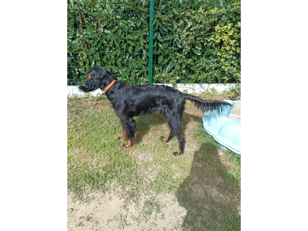 Donne jeune Setter Gordon