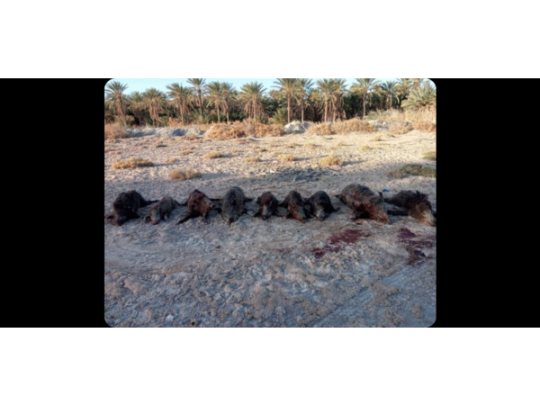 Voyage de chasse en Tunisie