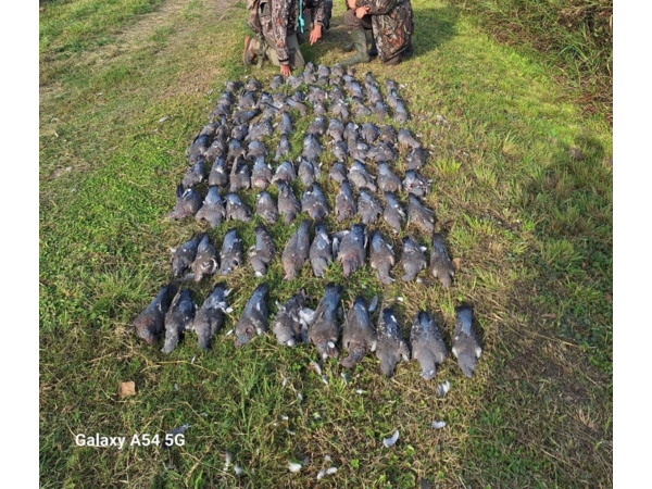 Chasse en Argentine