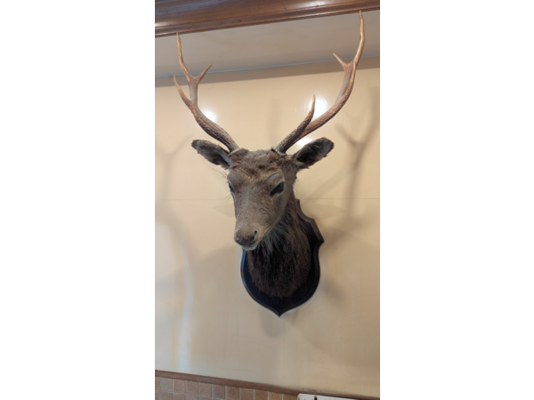 Vendo tête de chevreuil naturalisée