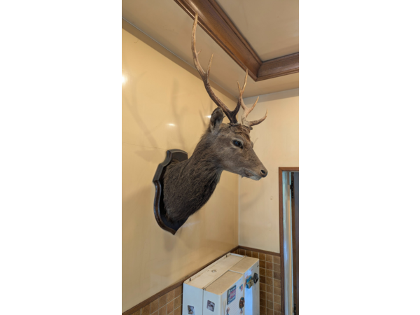 Vendo tête de chevreuil naturalisée