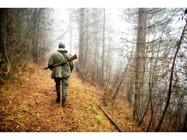 Chasse en semaine 2026/27 - Grand gibier