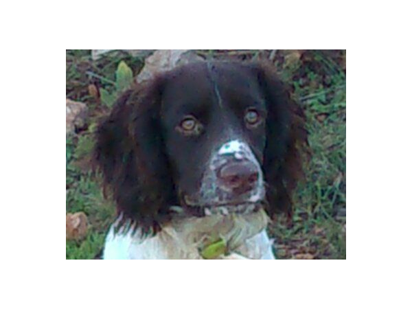 carabine SAUER modèle 202  stutzen 7x64