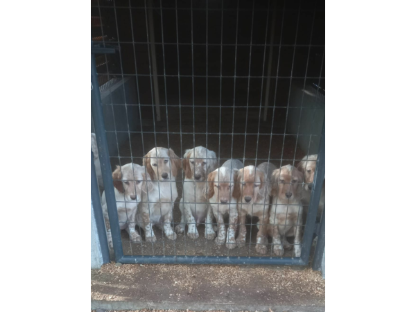 chiots setter anglais