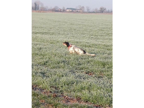 Thor Trialer sur becasses, diso pour Saillie Tricolore